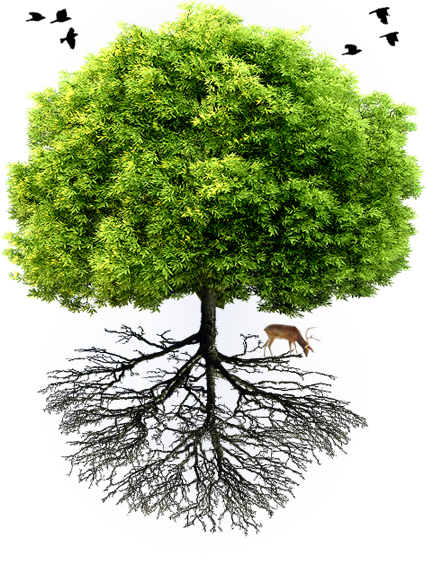 featured-trees